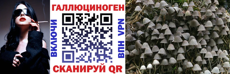 Псилоцибиновые грибы Psilocybe kraken ТОР Высоковск